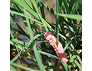 pink apple snail eggsjpg